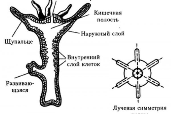 Кракен ссылка тор на сайт